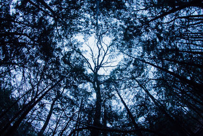 Low angle view of trees against blue sky