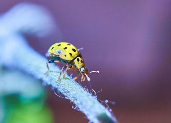 Close-up of ladybug on leaf