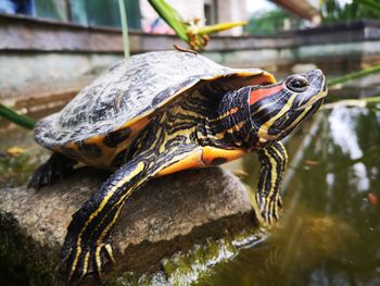 Close-up of turtle