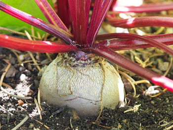 Close-up of insect