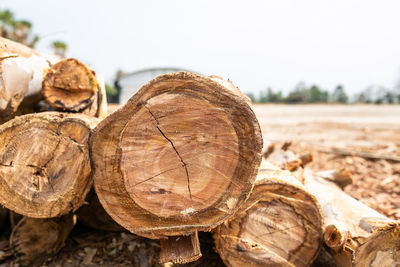 Eucalyptus wood arranged in layers, pile of eucalyptus wood logs ready for industry.