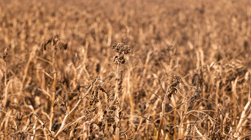 Dry plants on field