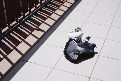 High angle view of pigeons relaxing on tiled floor