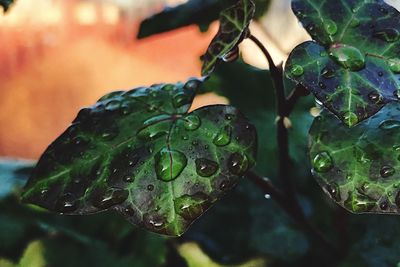 Close-up of wet plant