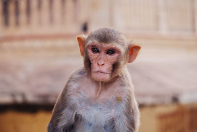 Close-up of monkey