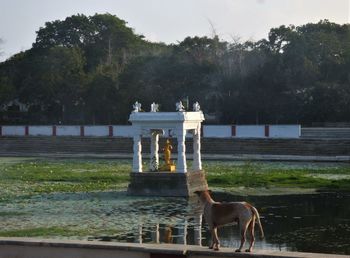 Horse in a lake against trees