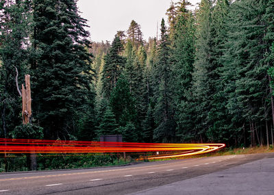 Light trails on street along trees