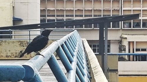 Close-up of bird perching on building