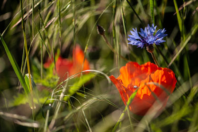 Close-up of orange flowering plant