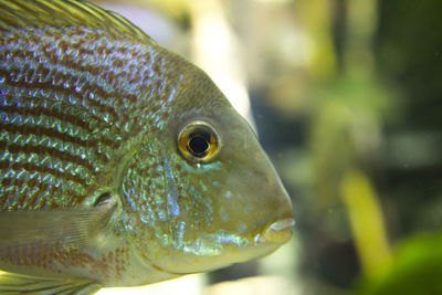 Close-up of fish swimming in sea