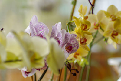 Close-up of yellow flowering plant