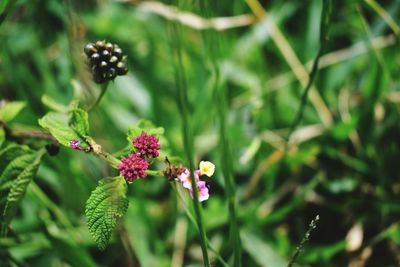 Close-up of purple flowering plant