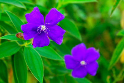 Close-up of purple flowering plant