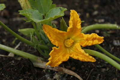 Close-up of yellow flowering plant on field