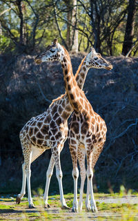 Giraffe standing in forest