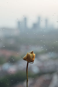 Raindrops on glass window