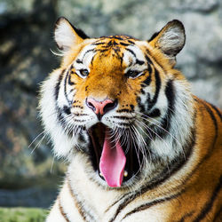 Close-up of a cat