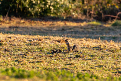 View of cat on field