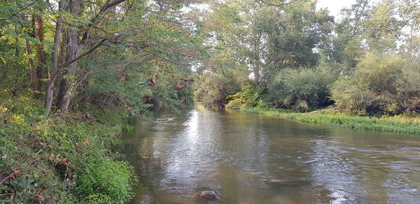 Scenic view of river amidst trees in forest