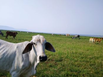 Cows grazing in a field