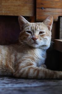 Close-up of a cat