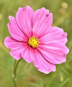 Close-up of pink daisy flower blooming outdoors