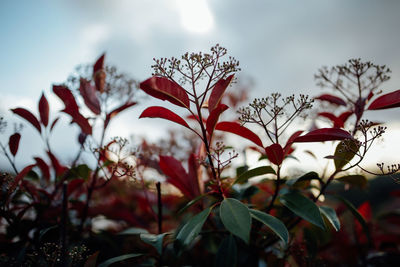 Close-up of red flowering plant against sky