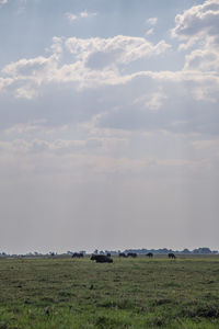 Scenic view of field against sky