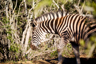 View of a zebras