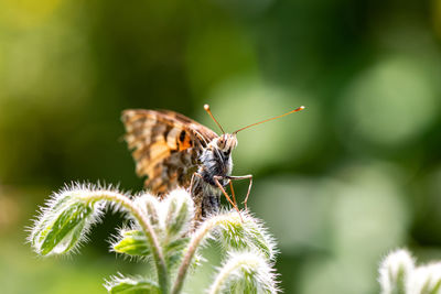 Close-up of butterfly pollinating flower