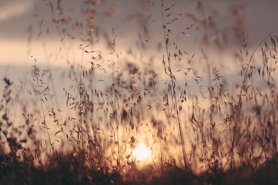 Close-up of stalks in field against sunset sky