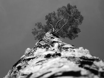 Low angle view of tree against sky