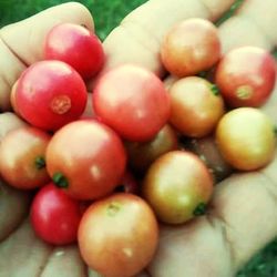 Close-up of tomatoes