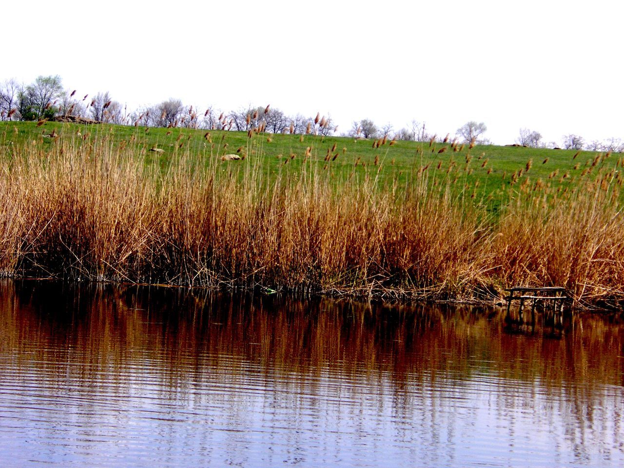 water, clear sky, reflection, lake, tranquility, tranquil scene, waterfront, grass, nature, copy space, tree, growth, beauty in nature, river, scenics, day, plant, sky, outdoors, field