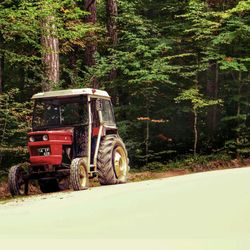 Car on road in forest