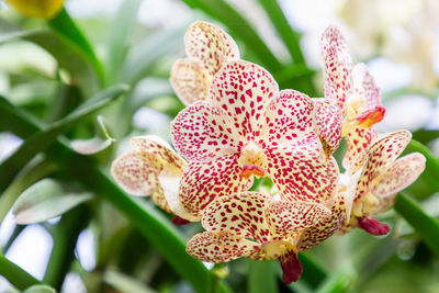 Close-up of flowering plant