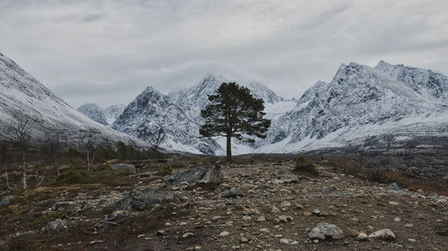 Single tree in the vastness of a norwegian glacial boulder field, near blavatnet.