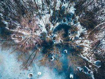 Close-up of tree against water