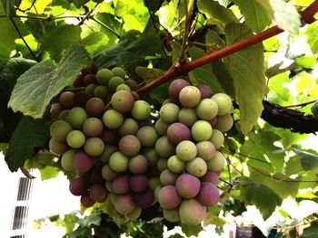 Close-up of apples on tree