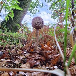 Mushroom growing on field