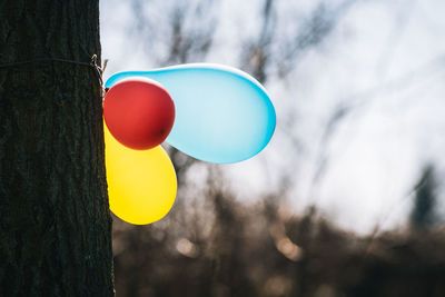 Close-up of balloons against tree trunk