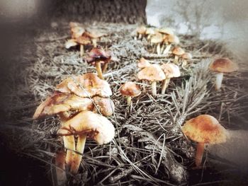 Close-up of mushroom on ground