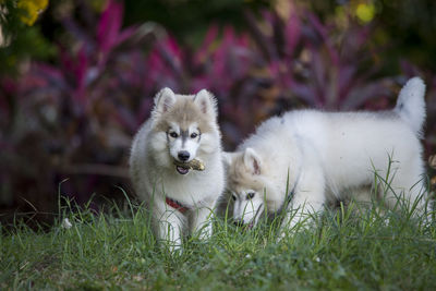 Dogs on grassy field