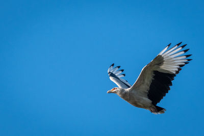 Low angle view of seagulls flying against clear blue sky