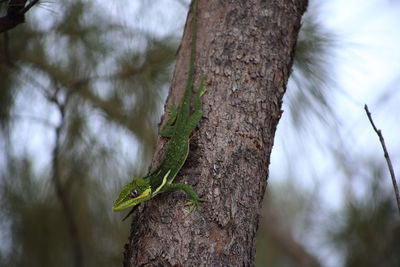 Close-up of tree trunk