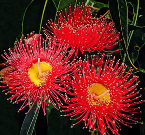 Close-up of red flower