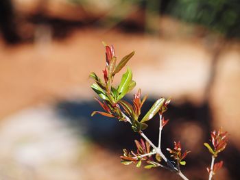 Close-up of plant