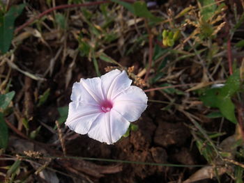 High angle view of white flower blooming outdoors