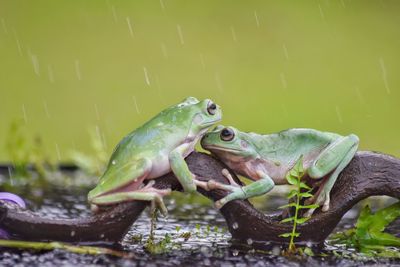 Close-up of frog