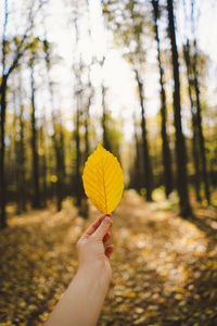 Woman holding a golden autumn leaf against bright sun in a sunny autumn forest.